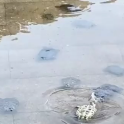 Schildpadden werken samen